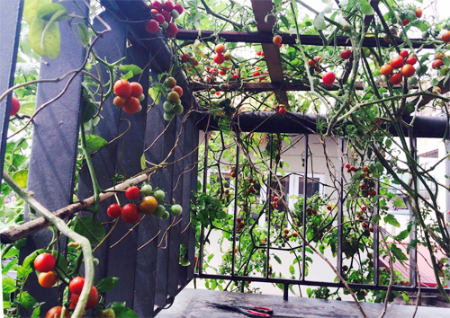 Cây cà chua bi cho vài trăm quả trên sân thượng ở Hà Nội